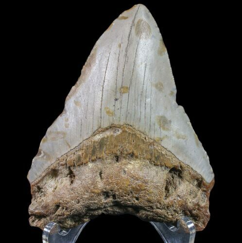 Bargain, Megalodon Tooth - North Carolina #80829
